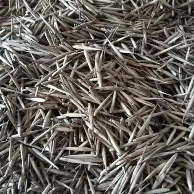 Phyllostachys Edulis Moso Bamboo Plant Seeds - main view