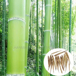 Phyllostachys Edulis Moso Bamboo Plant Seeds