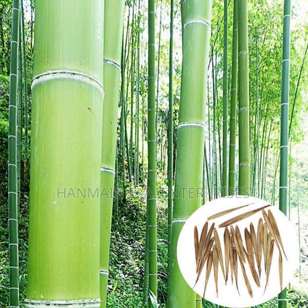 Phyllostachys Edulis Moso Bamboo Plant Seeds - thumbnail 2