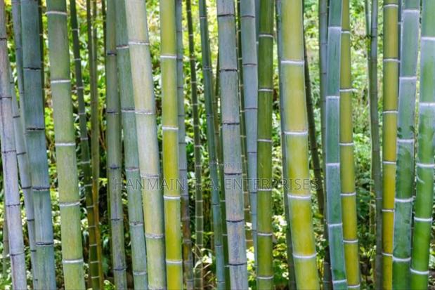 Phyllostachys Edulis Moso Bamboo Plant Seeds - thumbnail 3