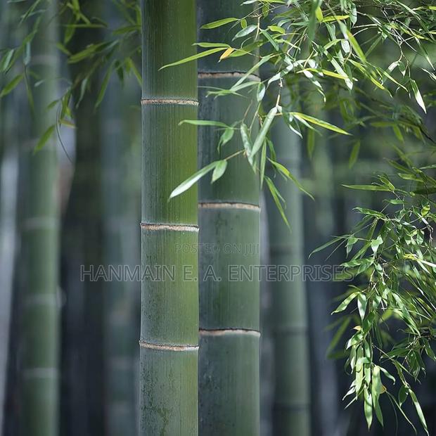 Phyllostachys Edulis Moso Bamboo Plant Seeds - thumbnail 4