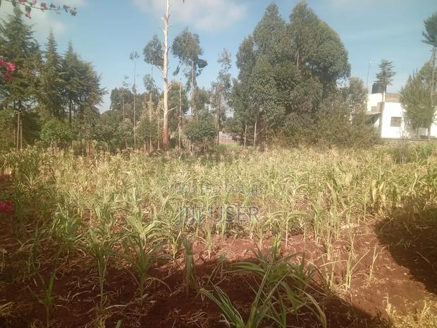 Kikuyu, Muguga 1/4 Acre - thumbnail 3