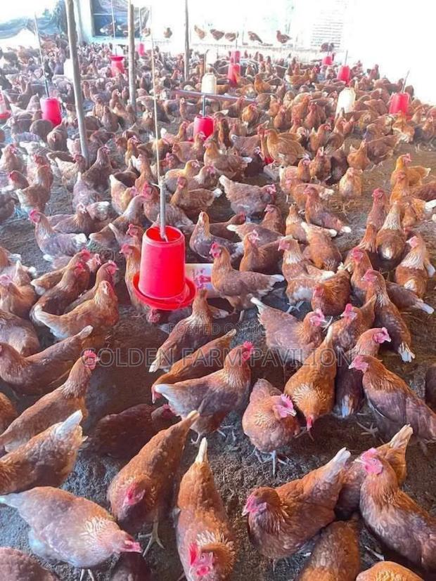 Brown Layers - main view