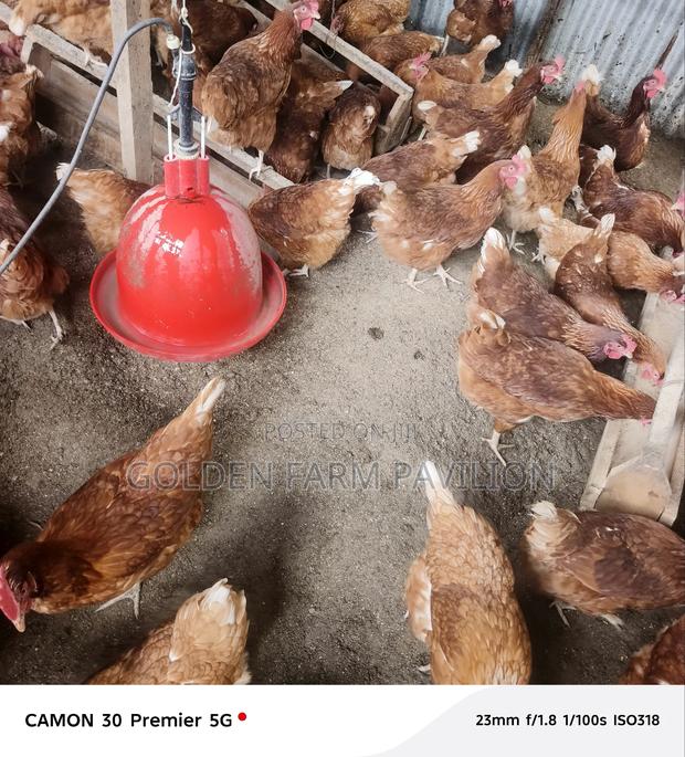 Brown Layers - thumbnail 2