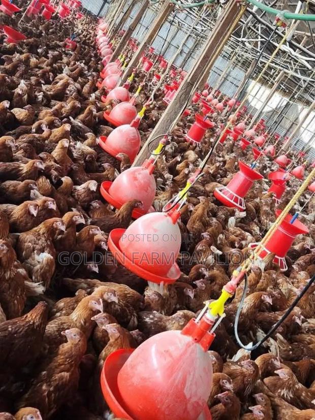 Brown Layers Ready to Lay - main view