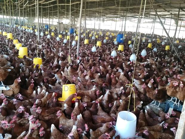 Brown Layers Ready to Lay - thumbnail 2