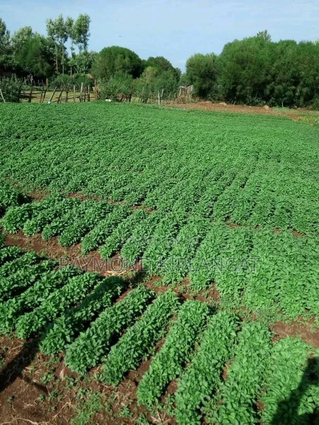 Managu Seeds - thumbnail 4