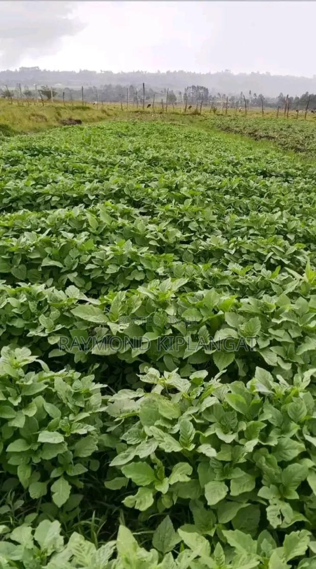 Managu Seeds - thumbnail 6