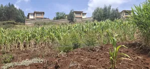 2.5 Acres Available Land for Sale in Kikuyu Muguga