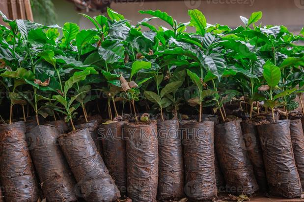 Ruiru 11 Coffee Seedling Available - main view