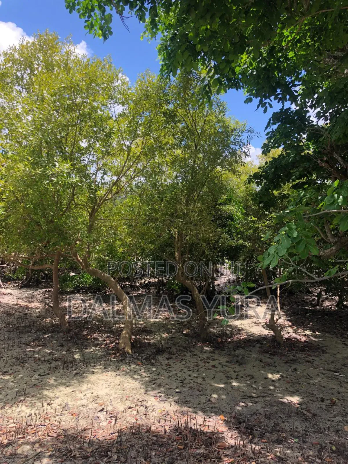 A Quarter an Acre Land