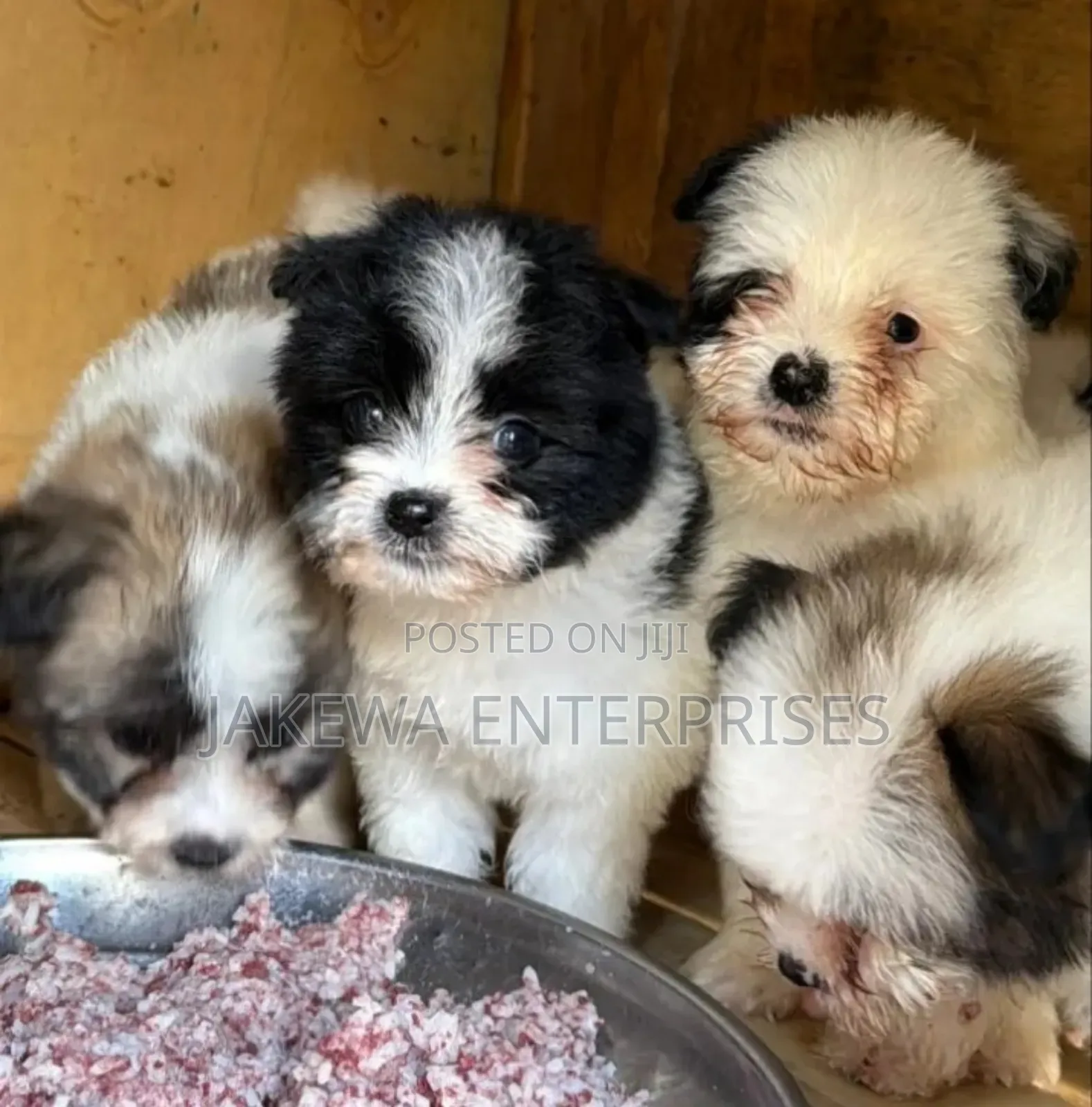 1-3 months Male Purebred Havanese