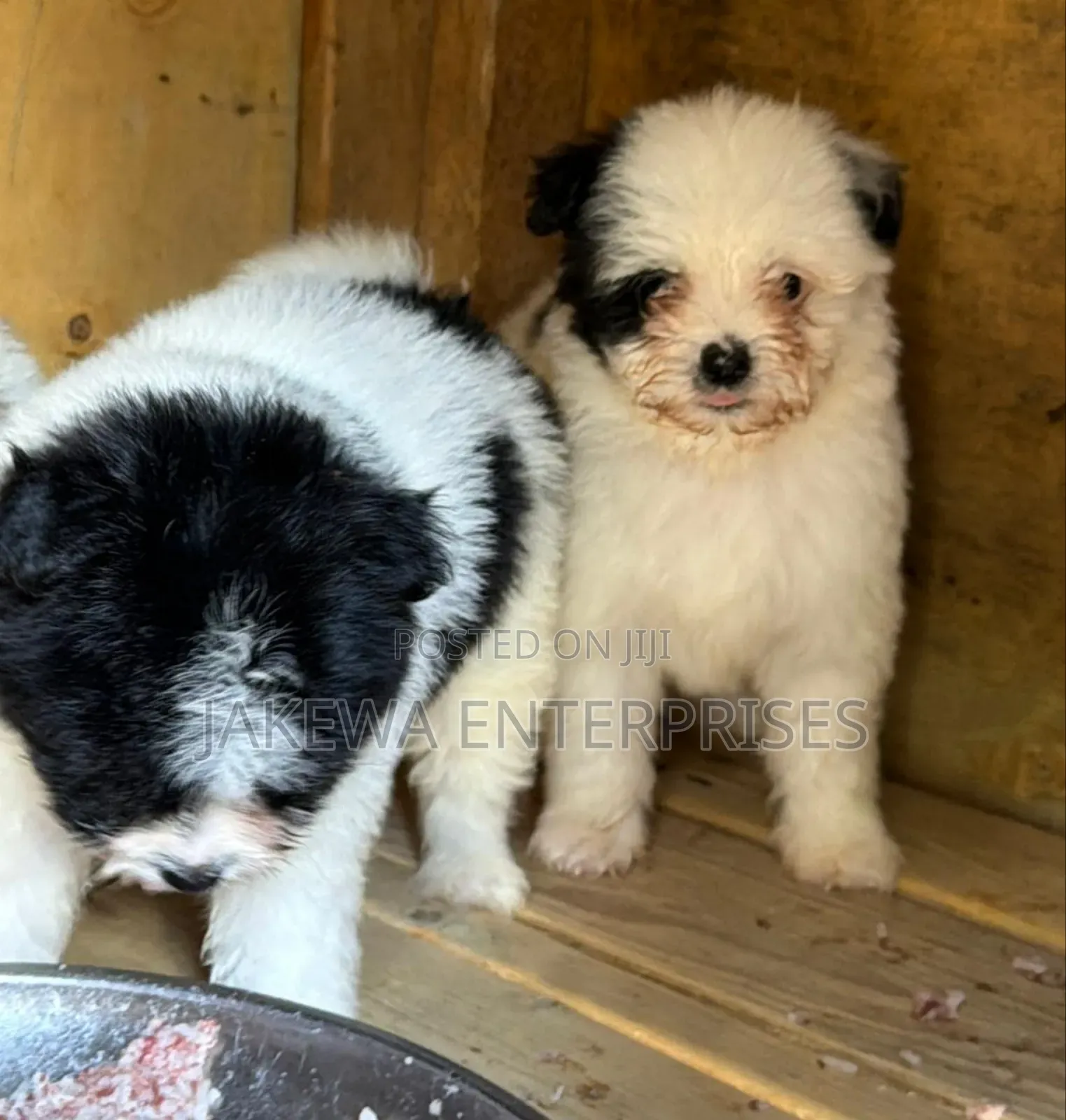 1-3 months Female Purebred Havanese