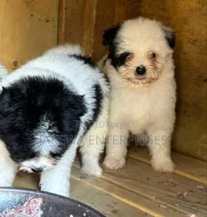 1-3 months Female Purebred Havanese