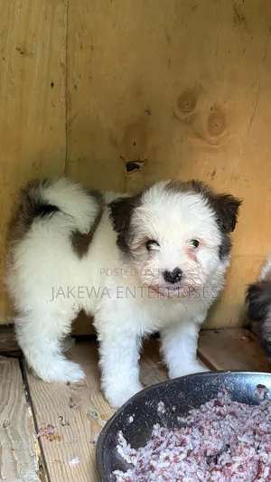1-3 months Male Purebred Havanese