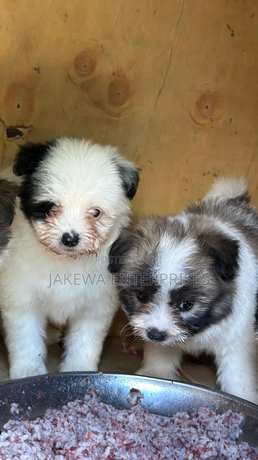 1-3 months Male Purebred Havanese