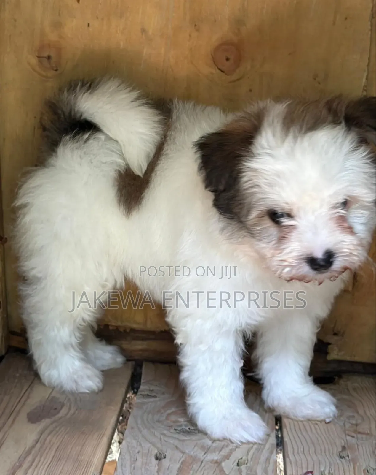 1-3 months Male Purebred Havanese