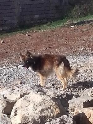 6-12 months Male Mixed Breed German Shepherd - thumbnail 2