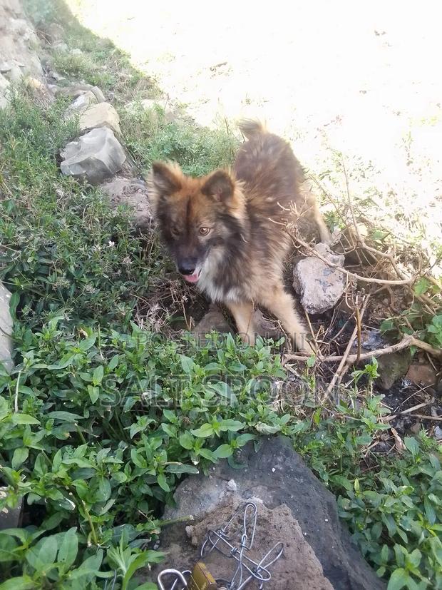 6-12 months Male Mixed Breed German Shepherd - thumbnail 5
