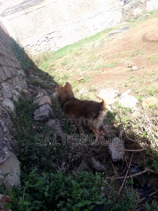 6-12 months Male Mixed Breed German Shepherd - thumbnail 9