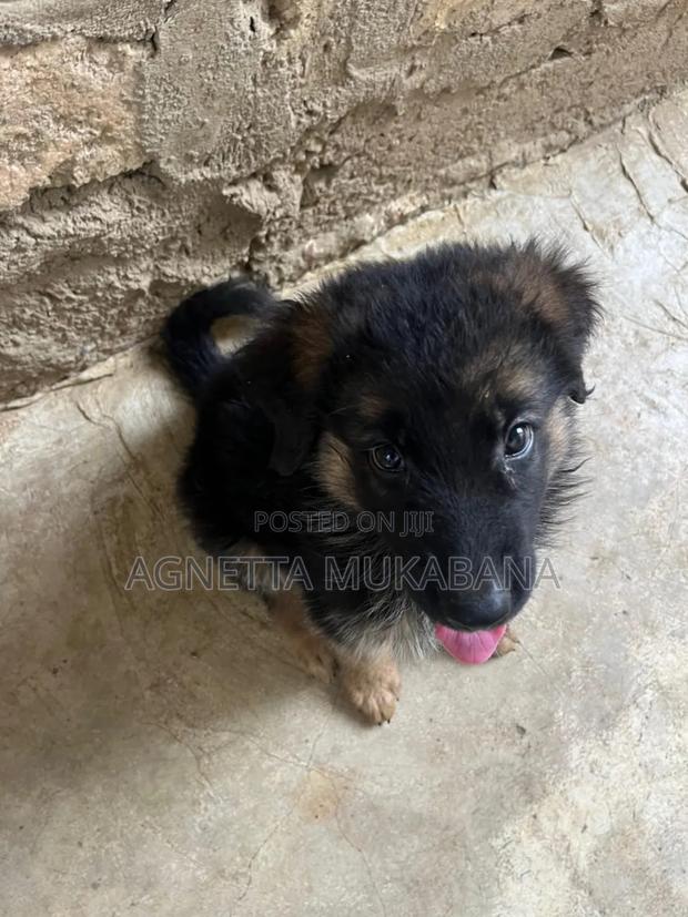 1-3 months Female Purebred German Shepherd - main view