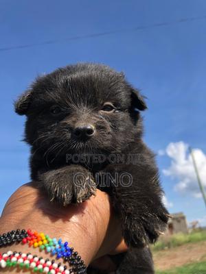 1-3 months Female Mixed Breed Havanese - thumbnail 2