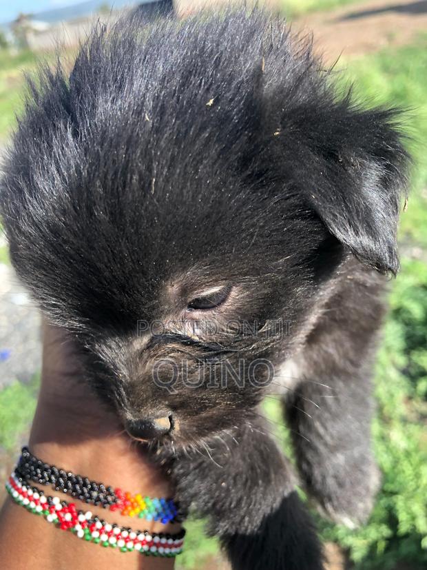 1-3 months Female Mixed Breed Havanese - thumbnail 6