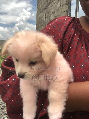 1-3 months Male Mixed Breed Maltese - thumbnail 2