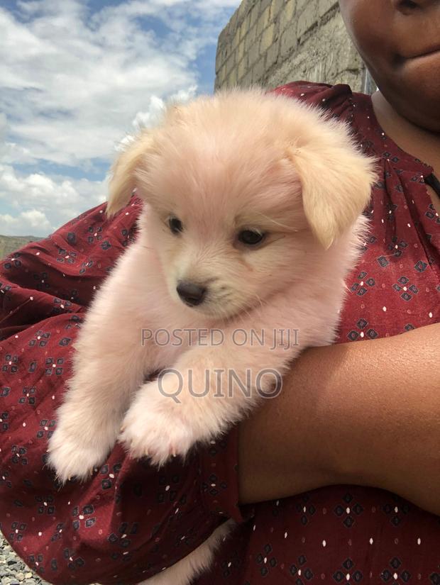 1-3 months Male Mixed Breed Maltese - thumbnail 3