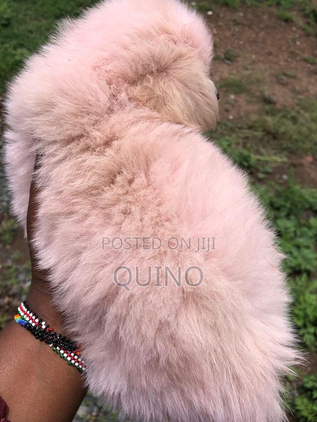 1-3 months Male Mixed Breed Maltese - thumbnail 4
