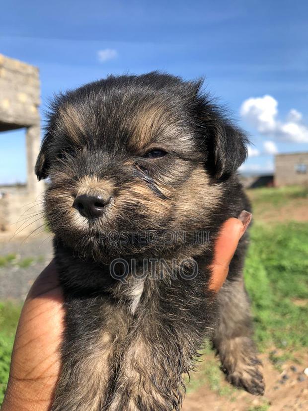 1-3 months Male Mixed Breed Maltese