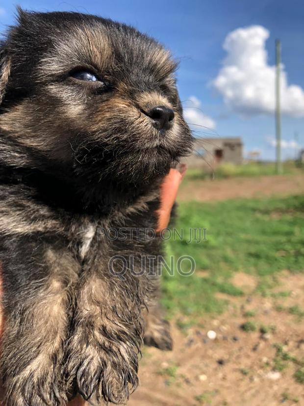 1-3 months Male Mixed Breed Maltese - thumbnail 3