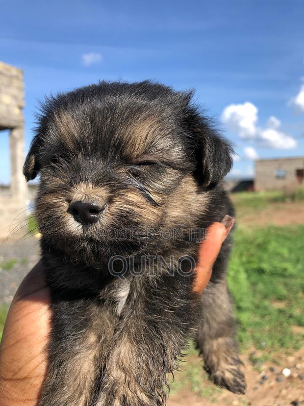 1-3 months Male Mixed Breed Maltese - thumbnail 4