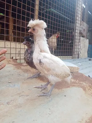 Polish Bantam Chicks