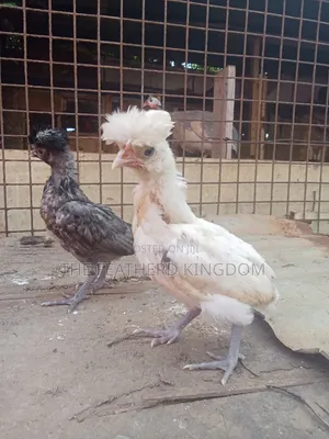 Polish Bantam Chicks