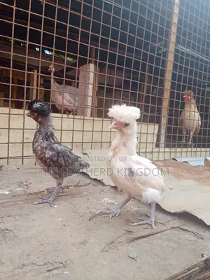 Polish Bantam Chicks