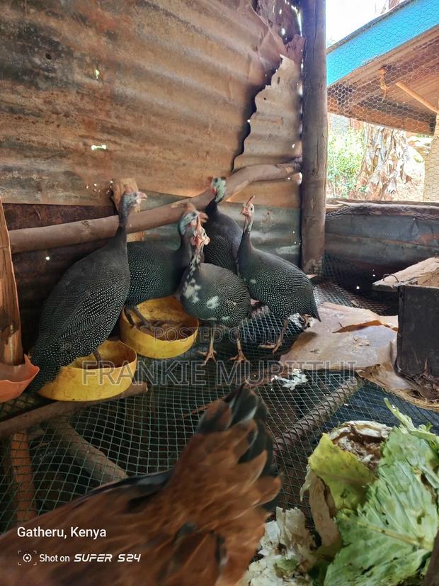 Guinea Fowl - main view