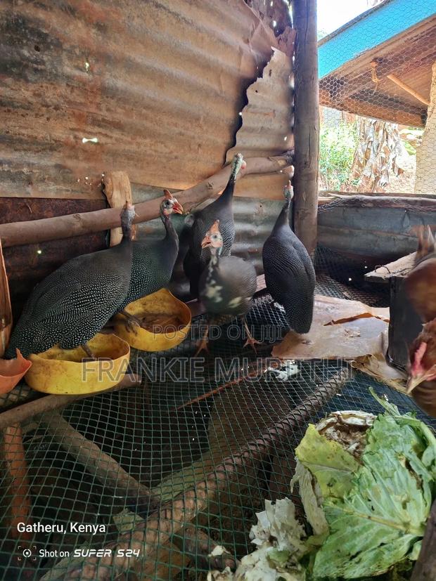 Guinea Fowl - thumbnail 2