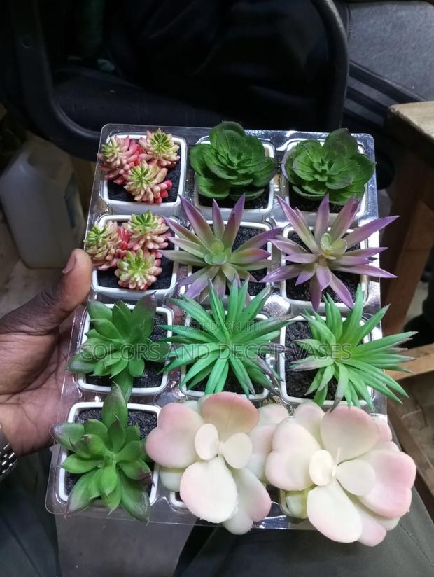 Small Succulents in Stock