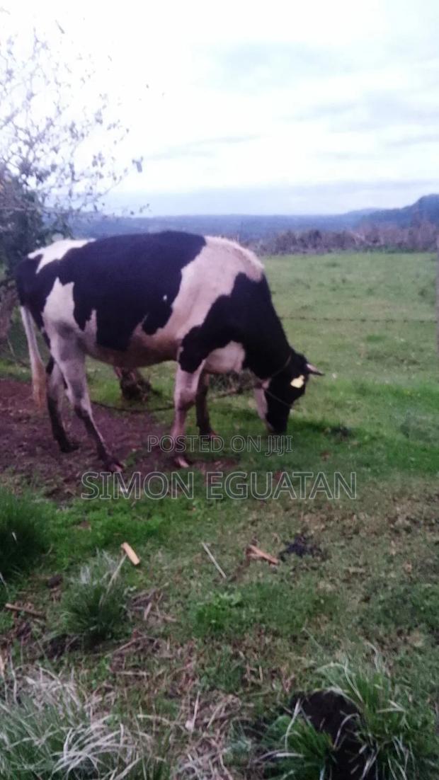 Farming Animal - main view