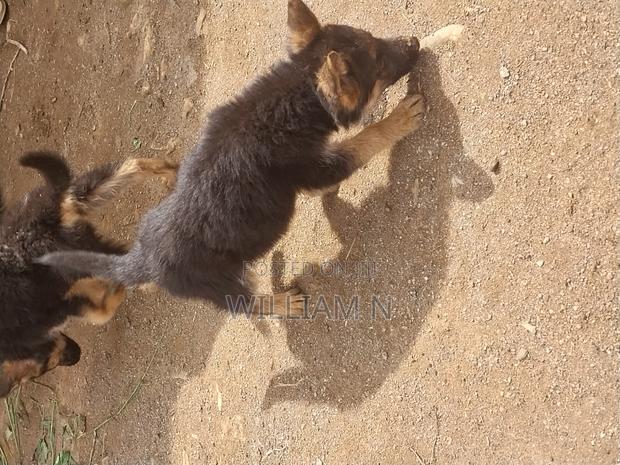 1-3 months Female Purebred German Shepherd - thumbnail 3