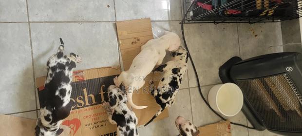 1-3 months Male Purebred Great Dane - main view