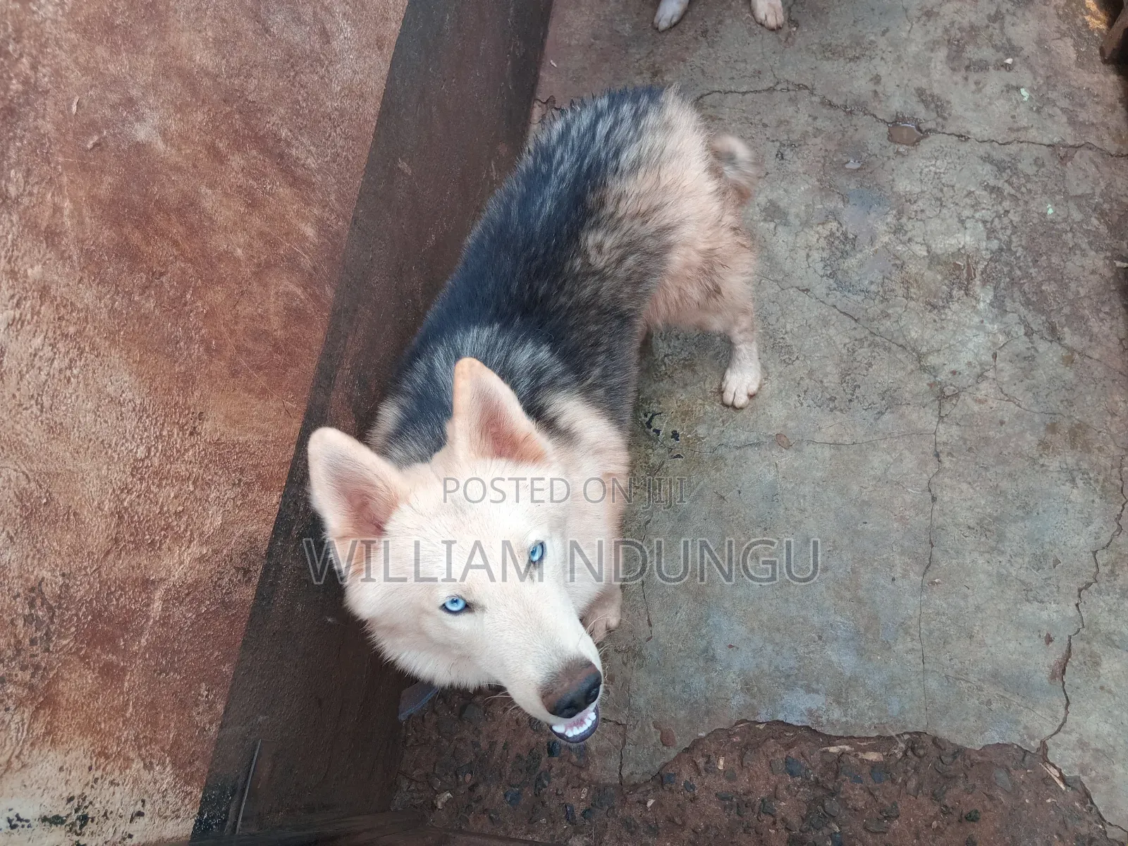 1+ year Female Purebred Siberian Husky