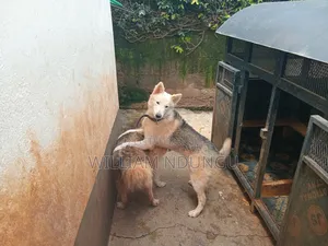 1+ year Female Purebred Siberian Husky