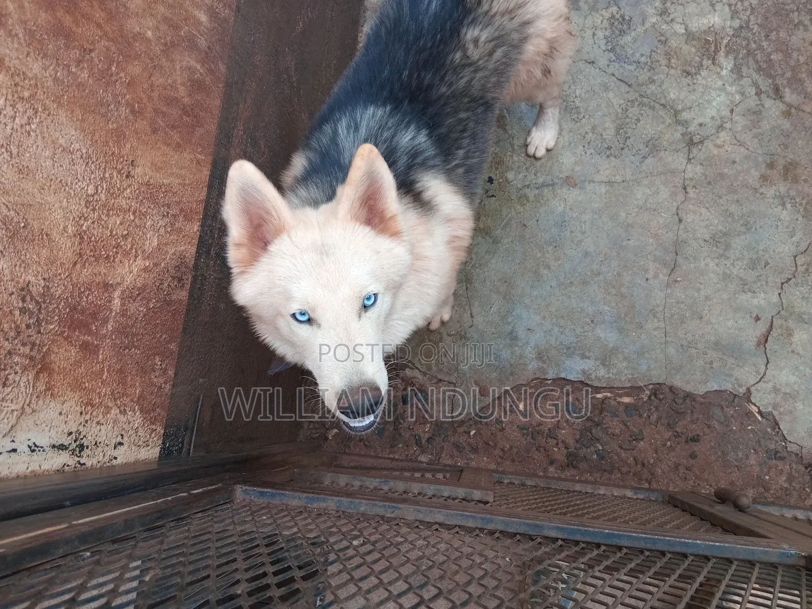 1+ year Female Purebred Siberian Husky