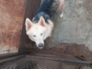 1+ year Female Purebred Siberian Husky