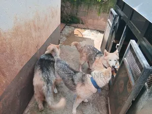1+ year Female Purebred Siberian Husky