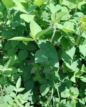 Desmodium Fodder