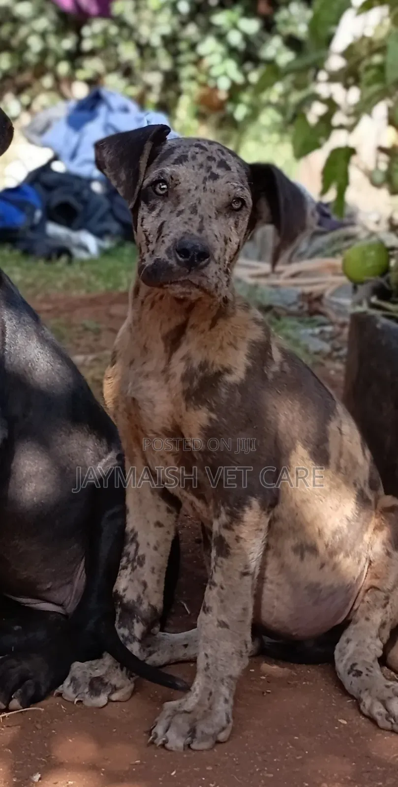 1-3 months Female Purebred Great Dane