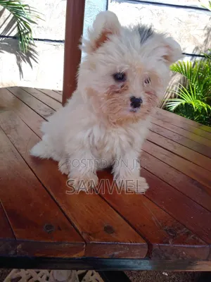 1-3 months Female Purebred Maltese